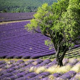 Lavendel, Duft, Provencereise
