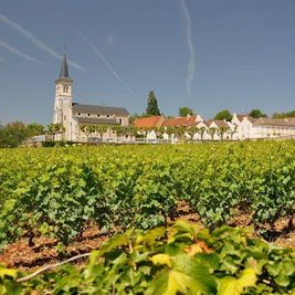 Weinwandern, Burgund, Weinberge, Reben