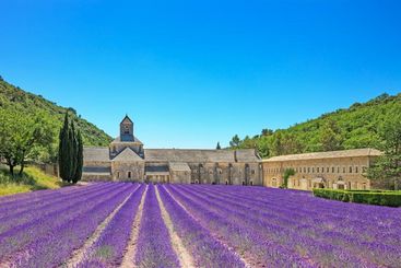 Provence, Frankreichreise, Lavendelduft